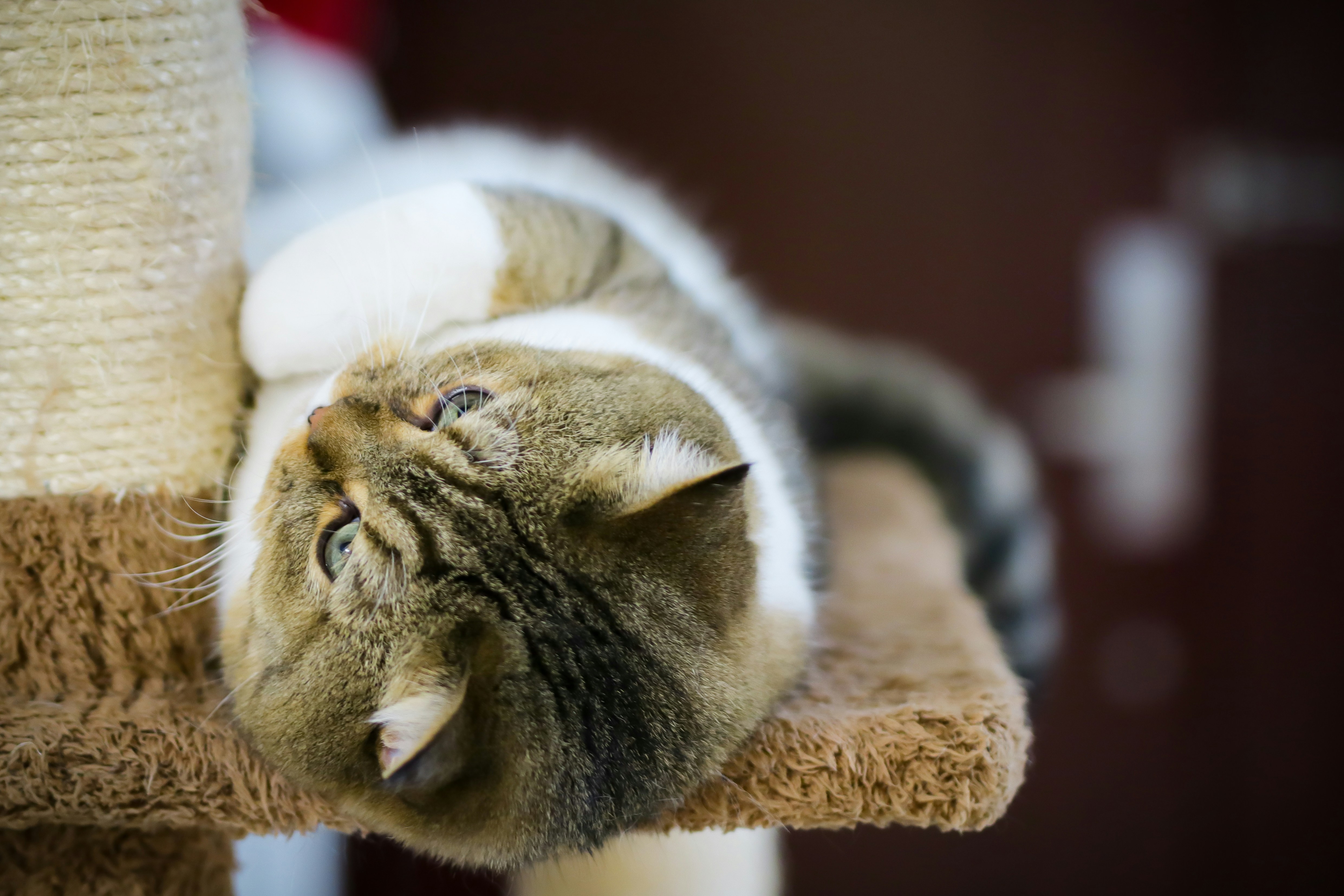 Economistas proponen cambiar el PIB por el índice de felicidad de gatos