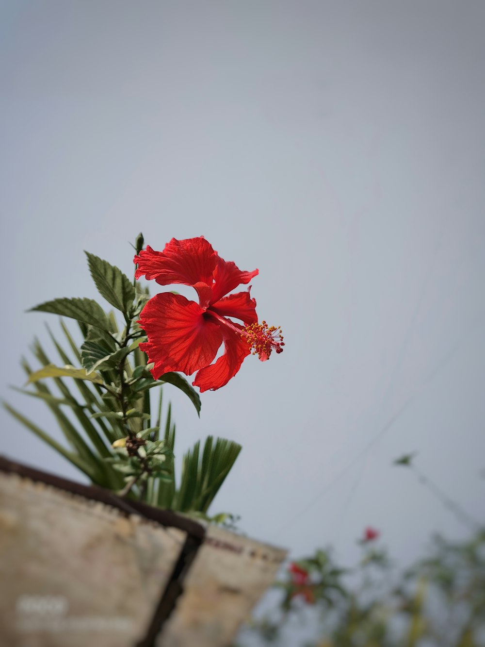 red flower in tilt shift lens