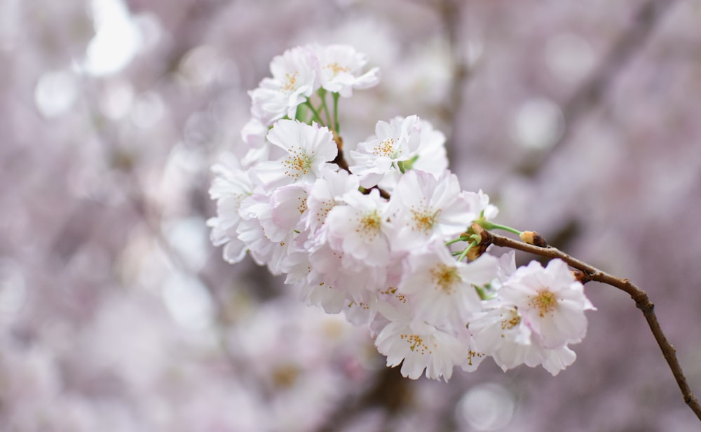 white cherry blossom in close up photography