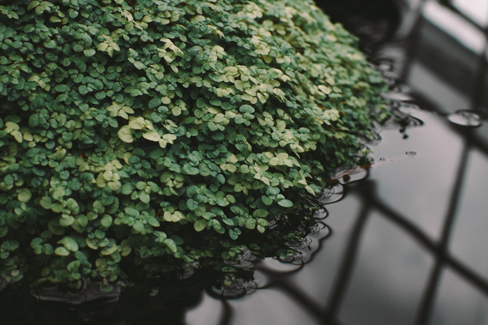 green plant on black metal fence