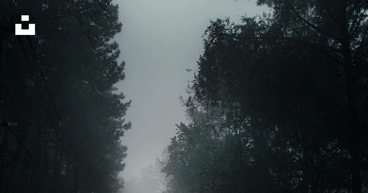 Tree Fog Sign Yellow and black road sign on road between trees covered with fog photo ...