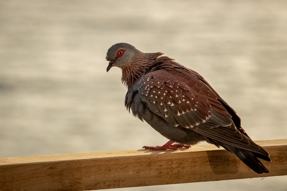 茶色の木製のテーブルに茶色と白の鳥