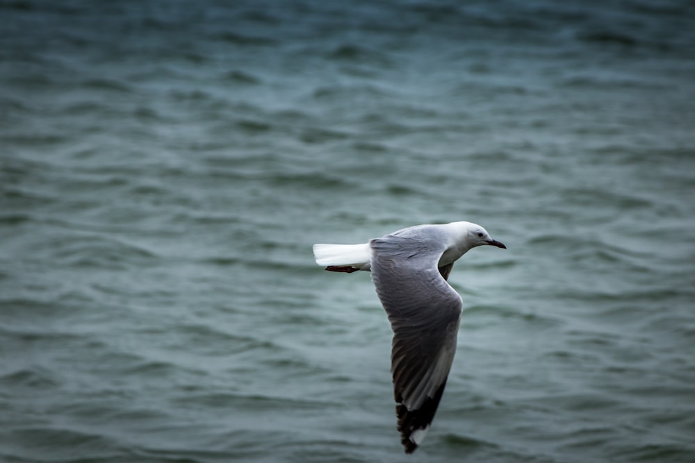 pássaro branco e preto voando sobre o mar durante o dia