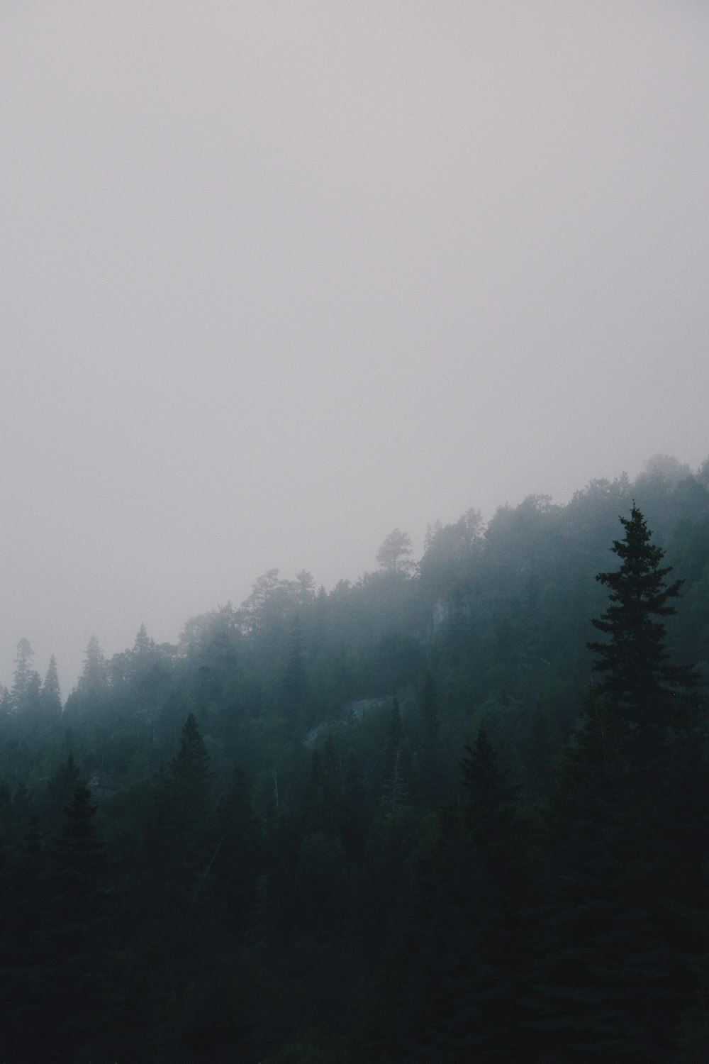 green pine trees covered with fog