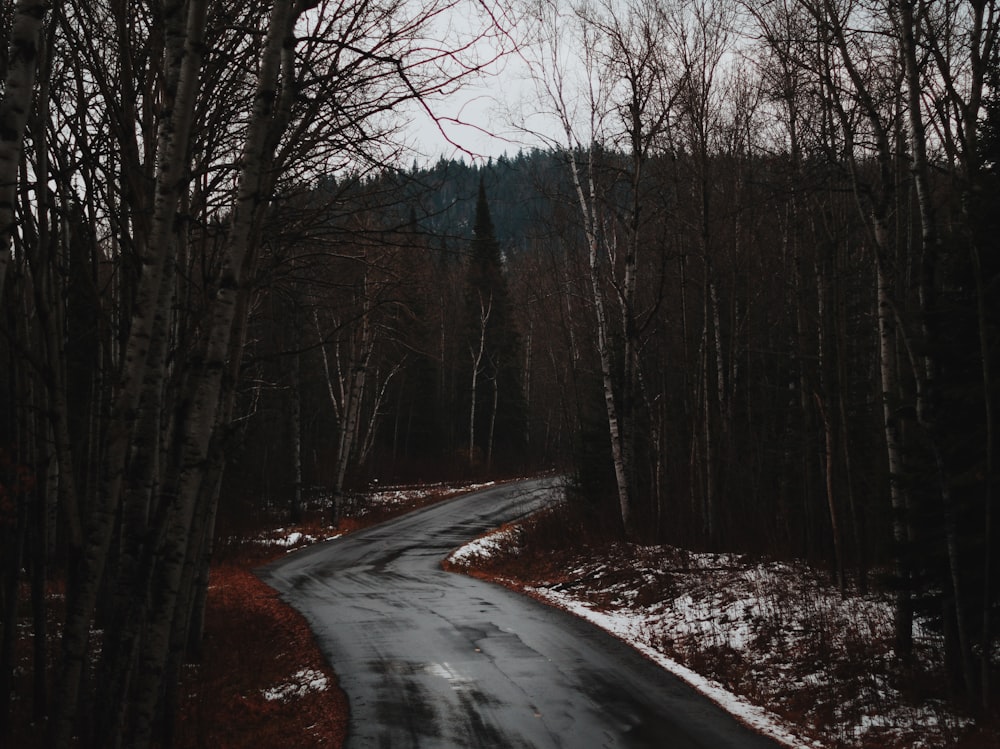 gray road between bare trees during daytime