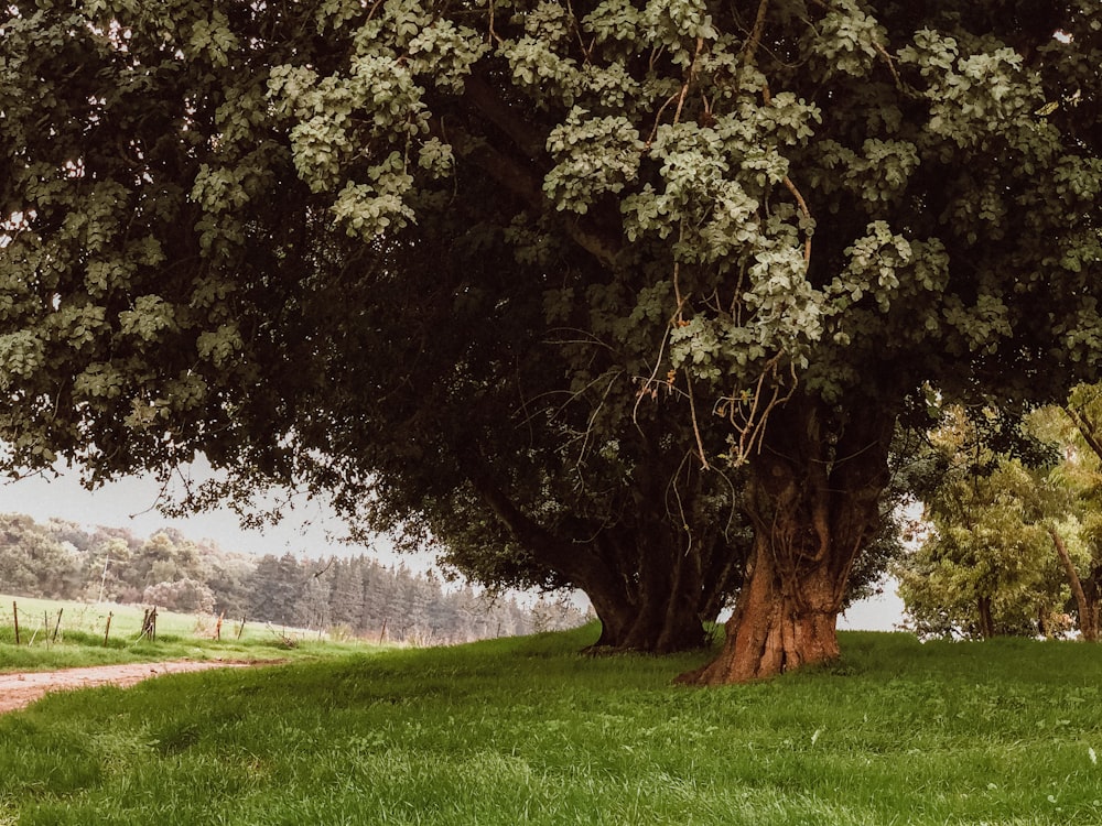 green grass field with trees