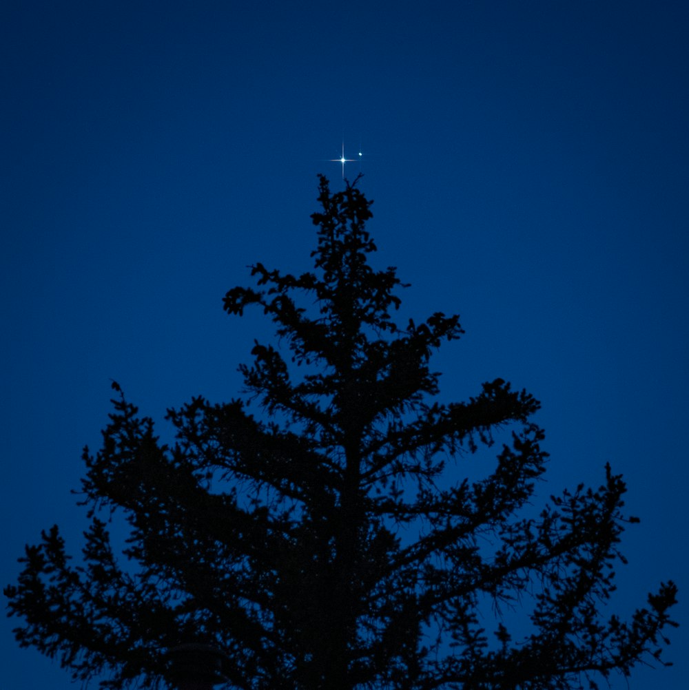 green tree under blue sky