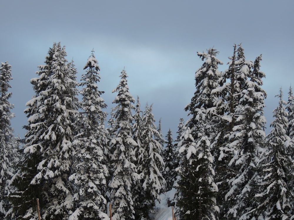 snow covered pine trees under blue sky during daytime