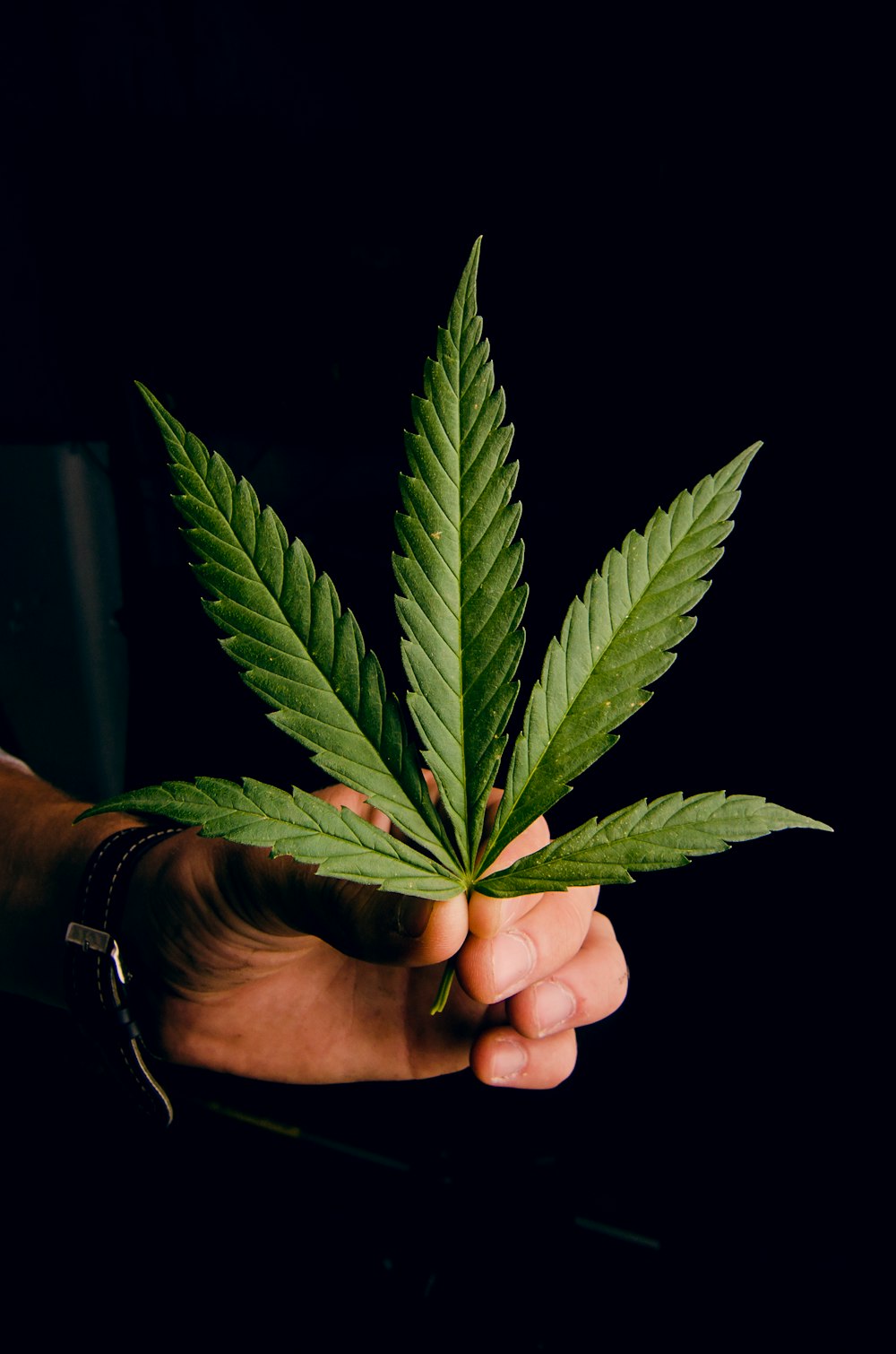 person holding green leaf plant