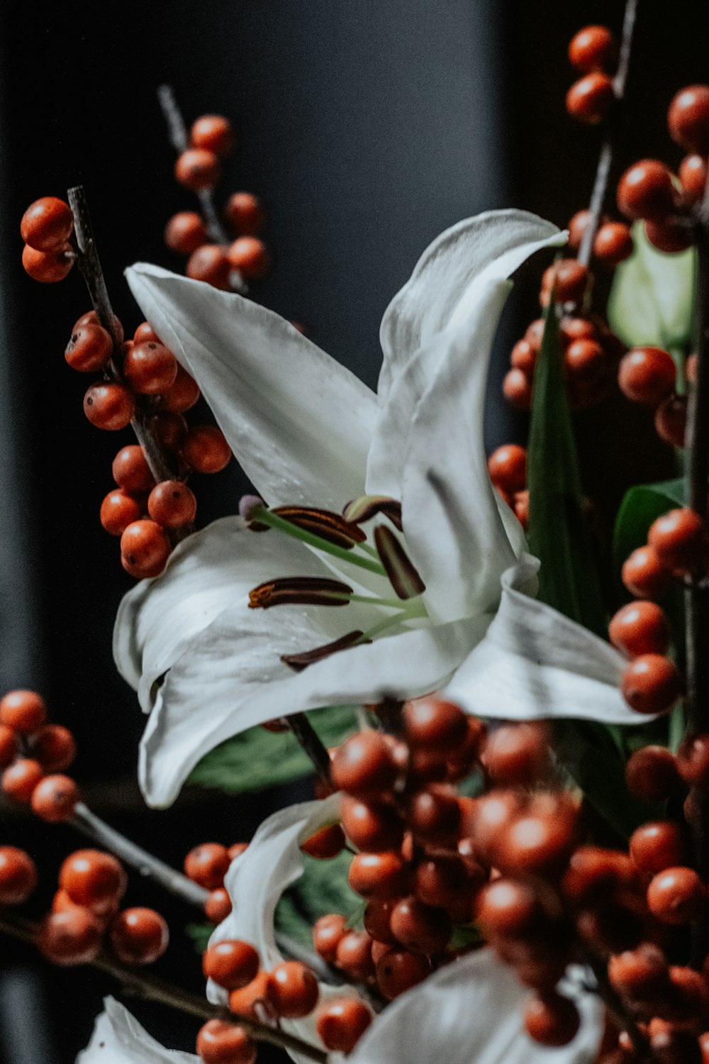 white and green bird of paradise flower