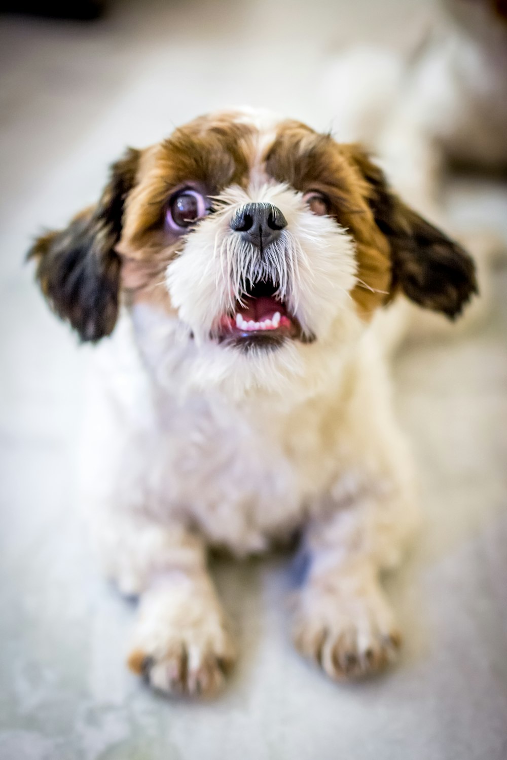 white and brown shih tzu puppy