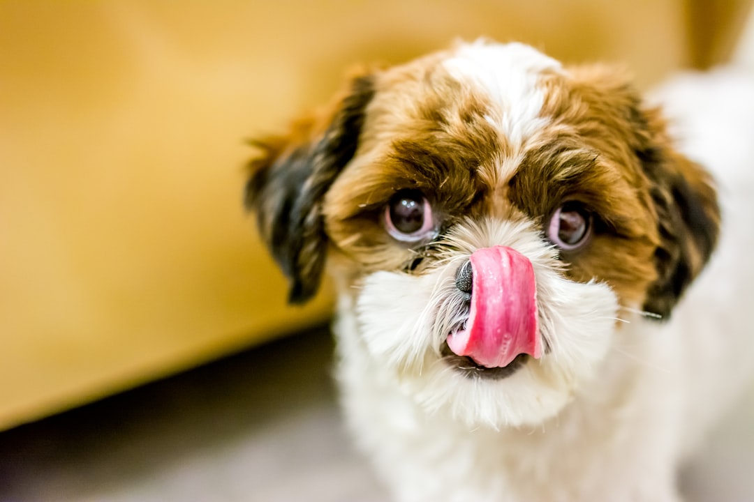 white and brown shih tzu puppy