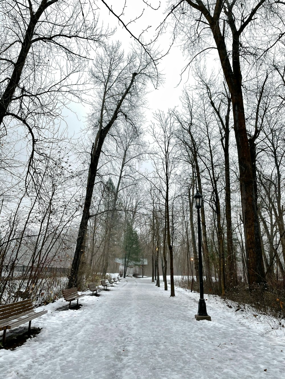 snow covered road between bare trees during daytime