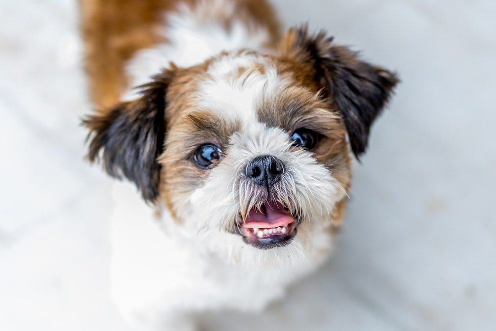 white and brown shih tzu puppy