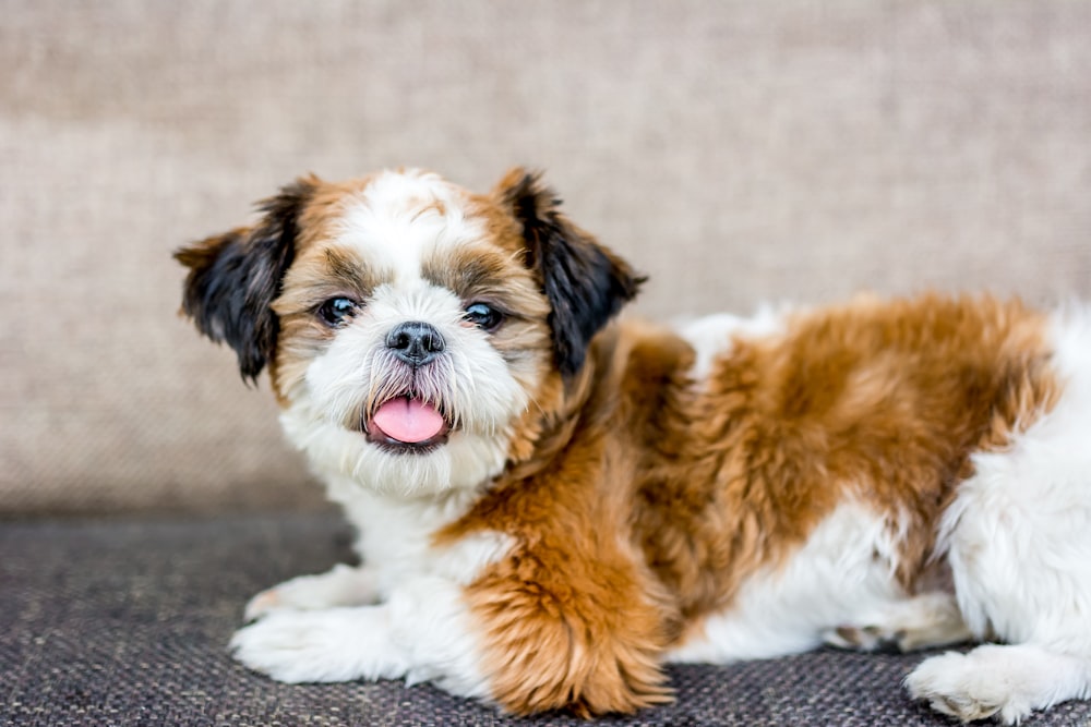 brown and white shih tzu puppy