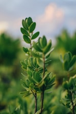green leaves in tilt shift lens