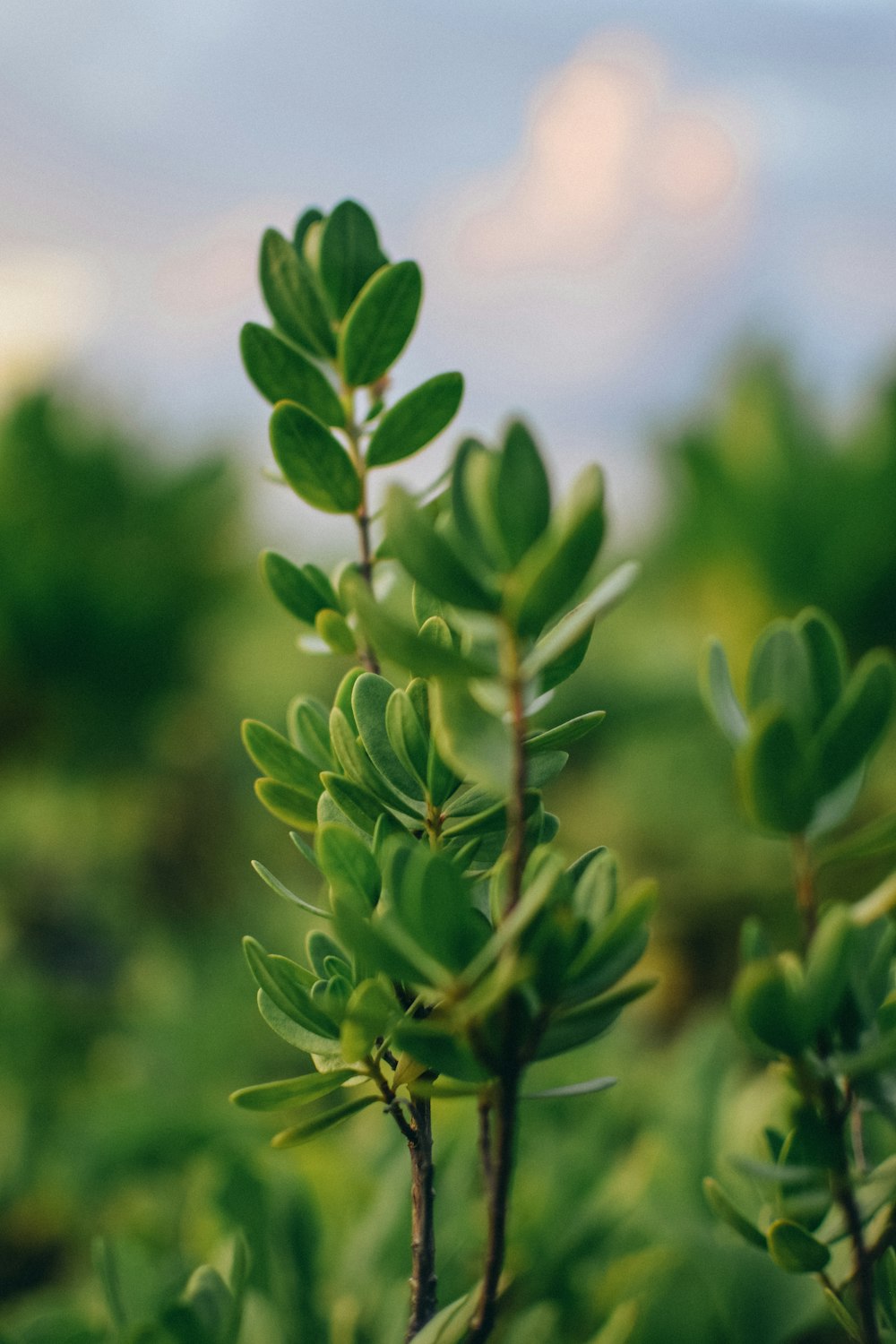 green leaves in tilt shift lens