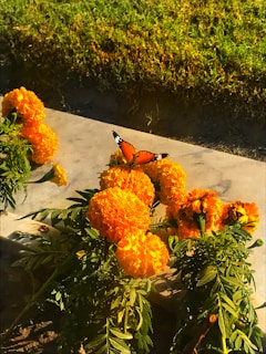 A vibrant monarch butterfly is perched on a cluster of bright marigold flowers, set against lush green grass.