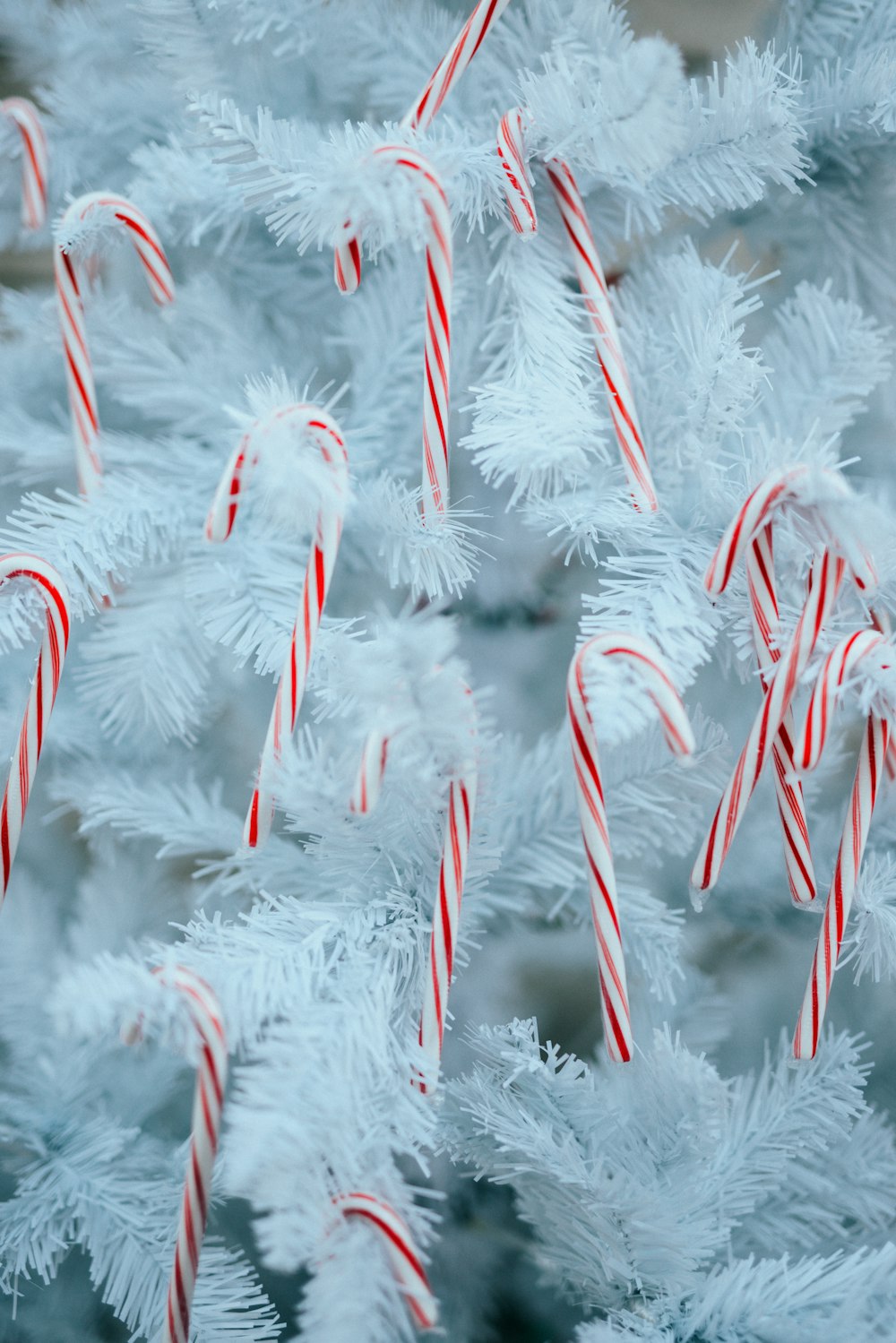 white snow on green pine tree