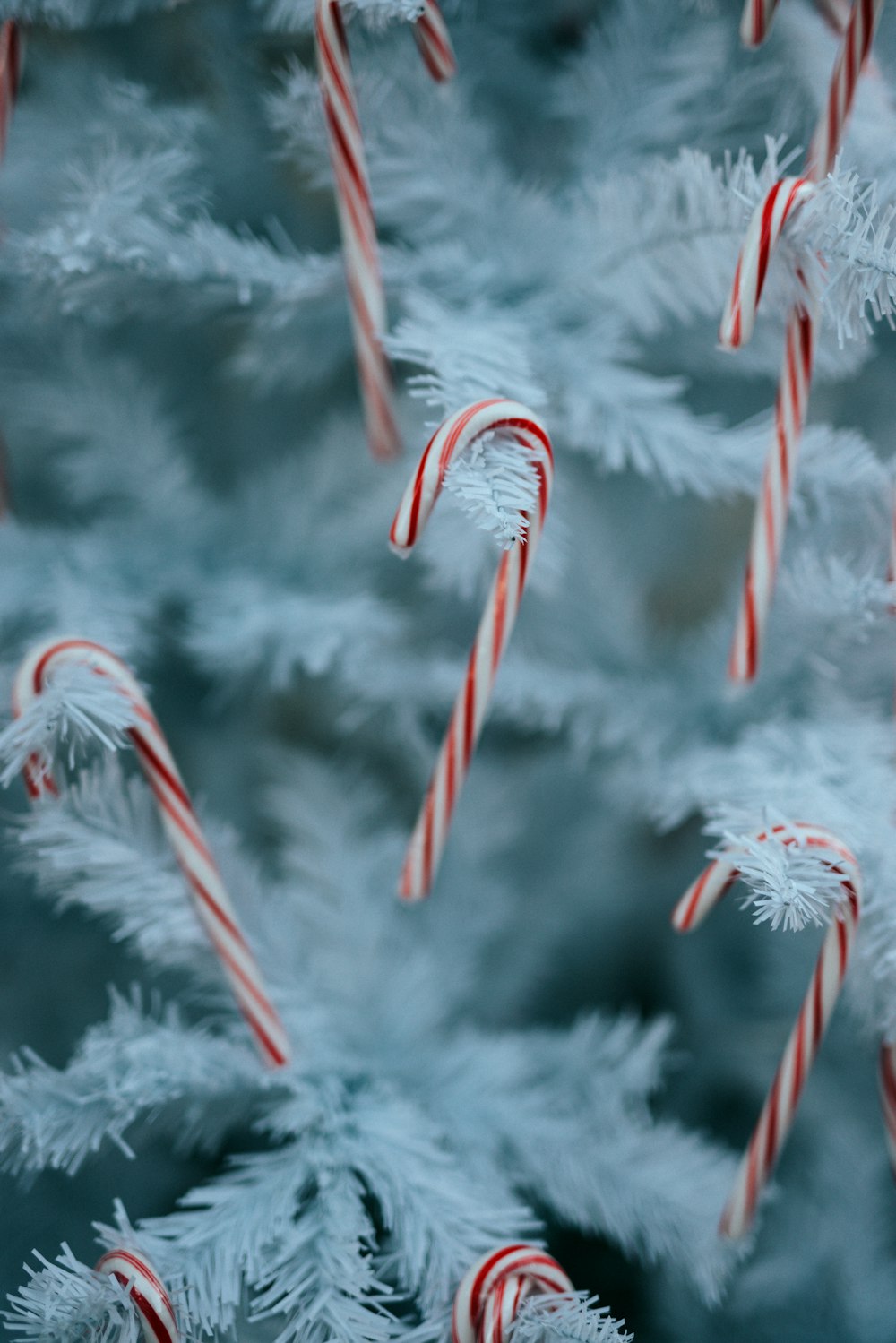 Planta blanca y roja cubierta de nieve