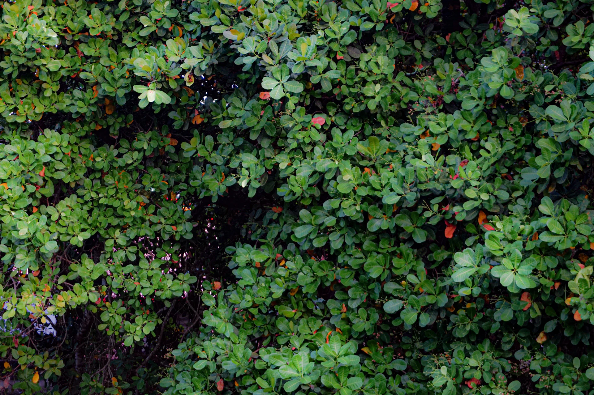 green plant with red flowers