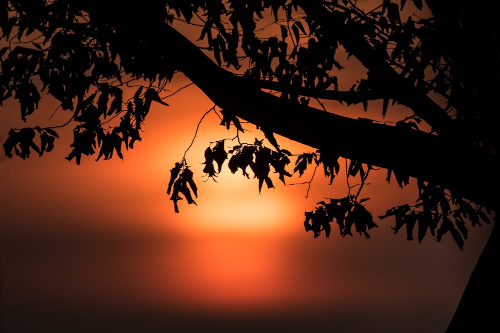 Silueta de árbol durante la puesta del sol