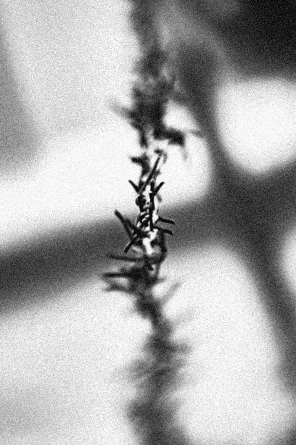 grayscale photo of plant stem