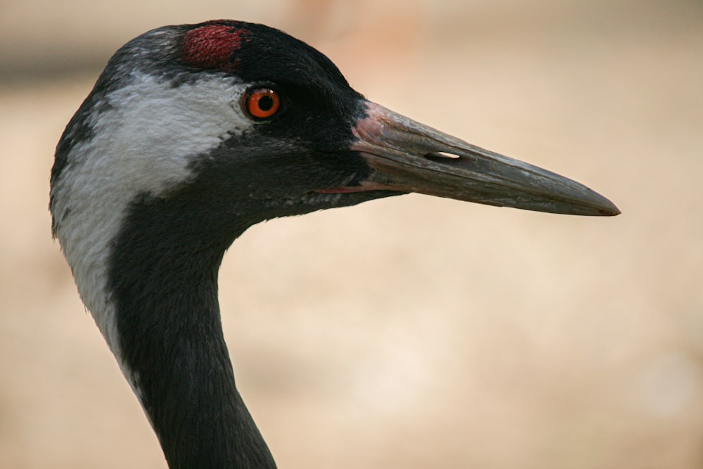 black and white bird in close up photography