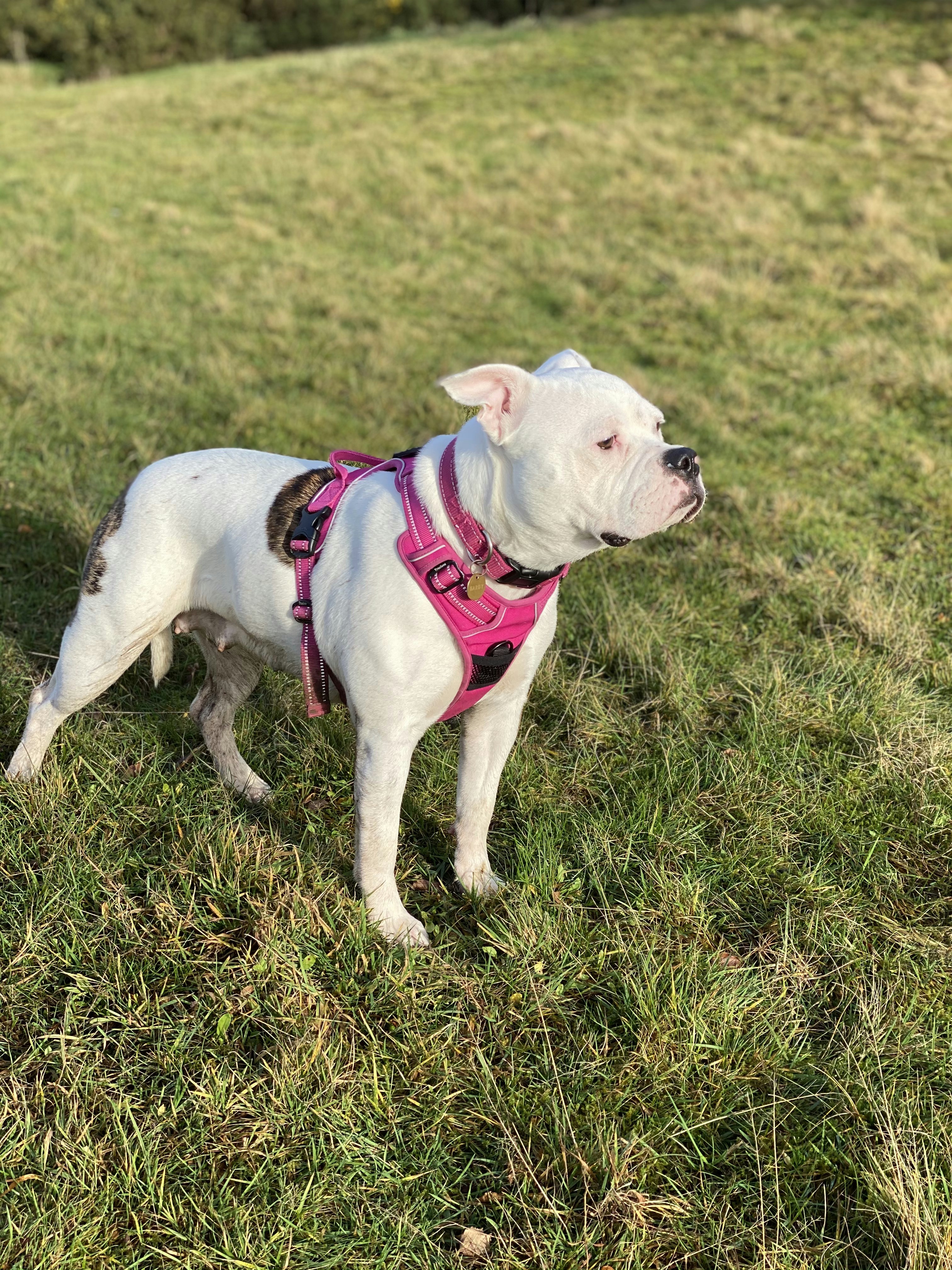 white and brown bulldog running on green grass field during daytime