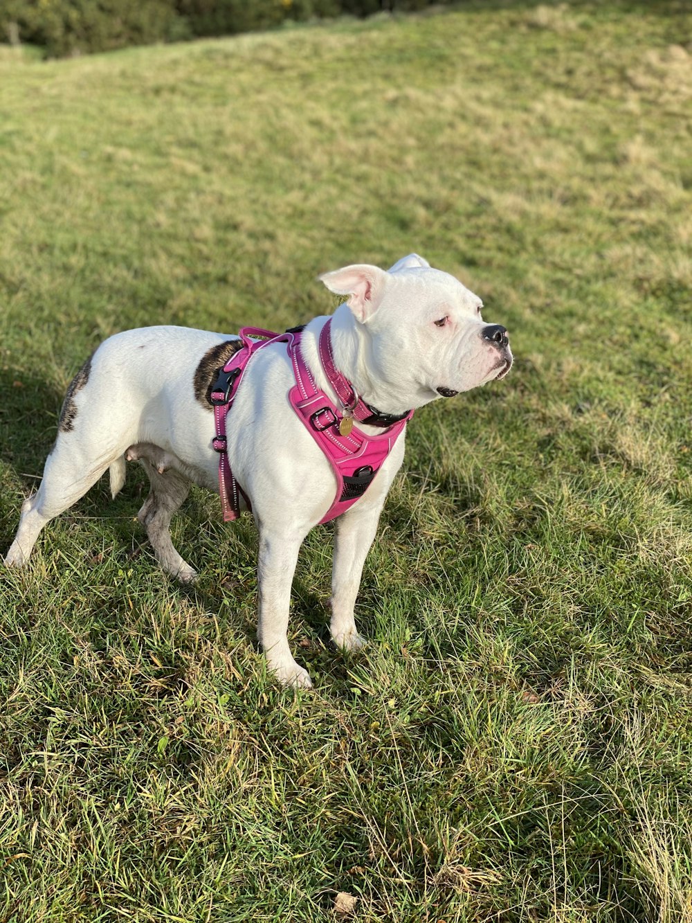 white and brown bulldog running on green grass field during daytime