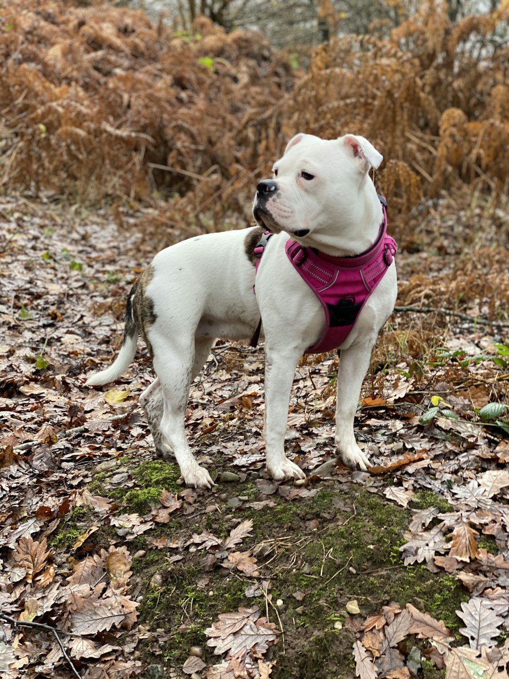 white and black short coated dog walking on dried leaves