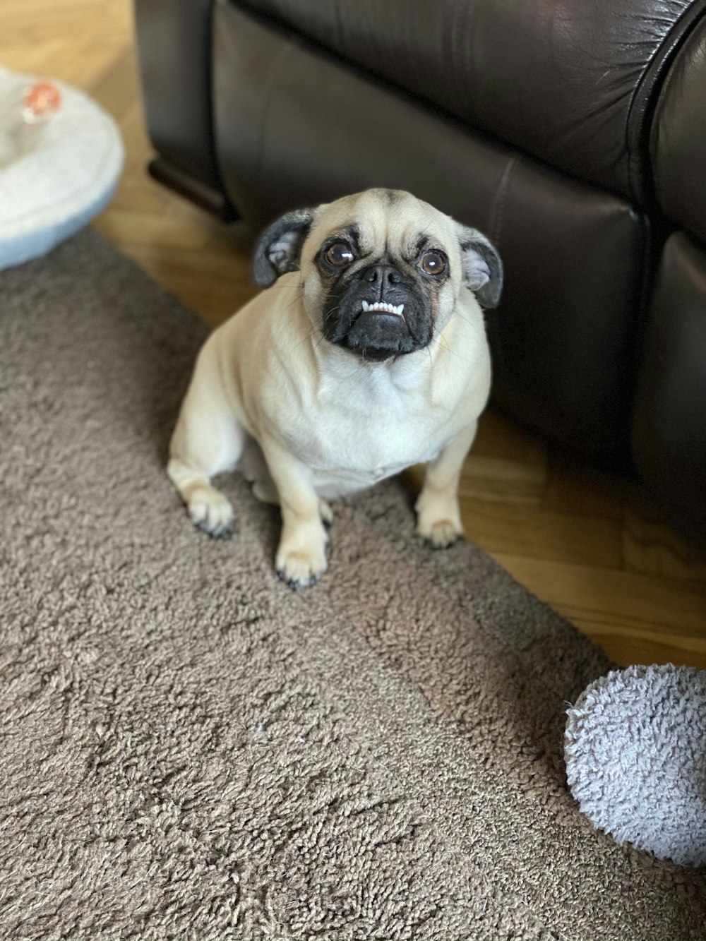 fawn pug sitting on brown area rug