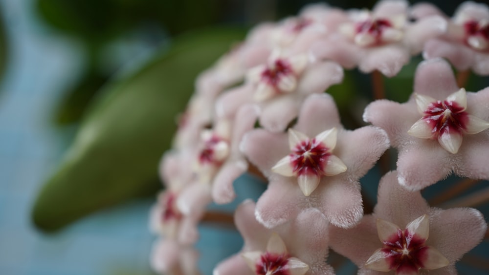 white flower in tilt shift lens