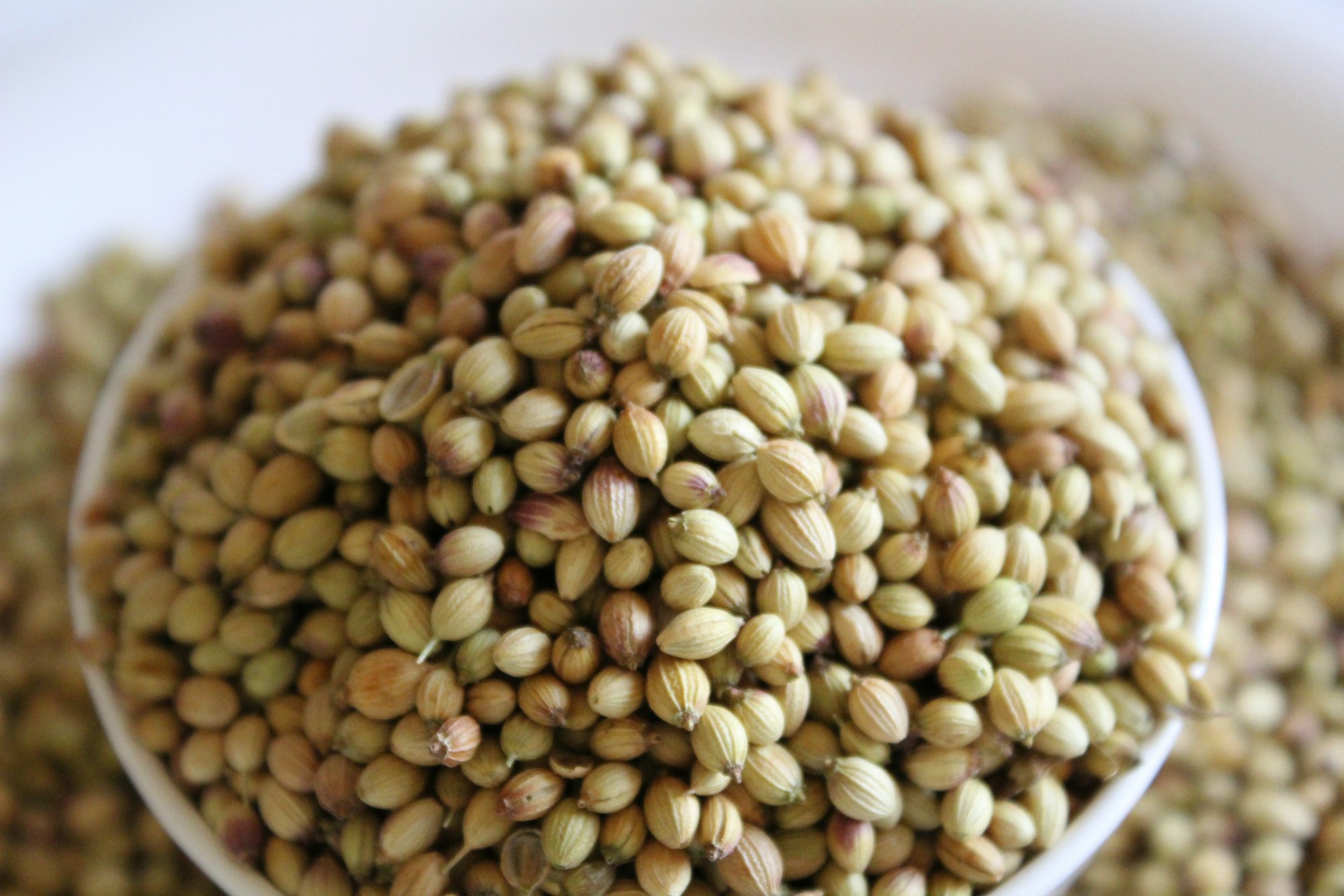 brown and beige dhaniya seeds on white ceramic bowl