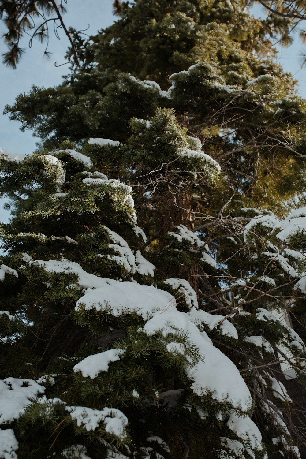 brown trees covered with snow during daytime