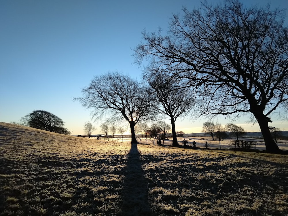 leafless tree on brown field during daytime