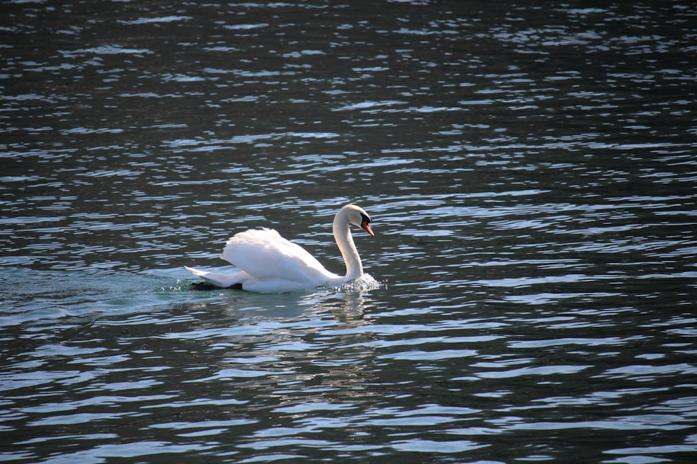 white swan on water during daytime