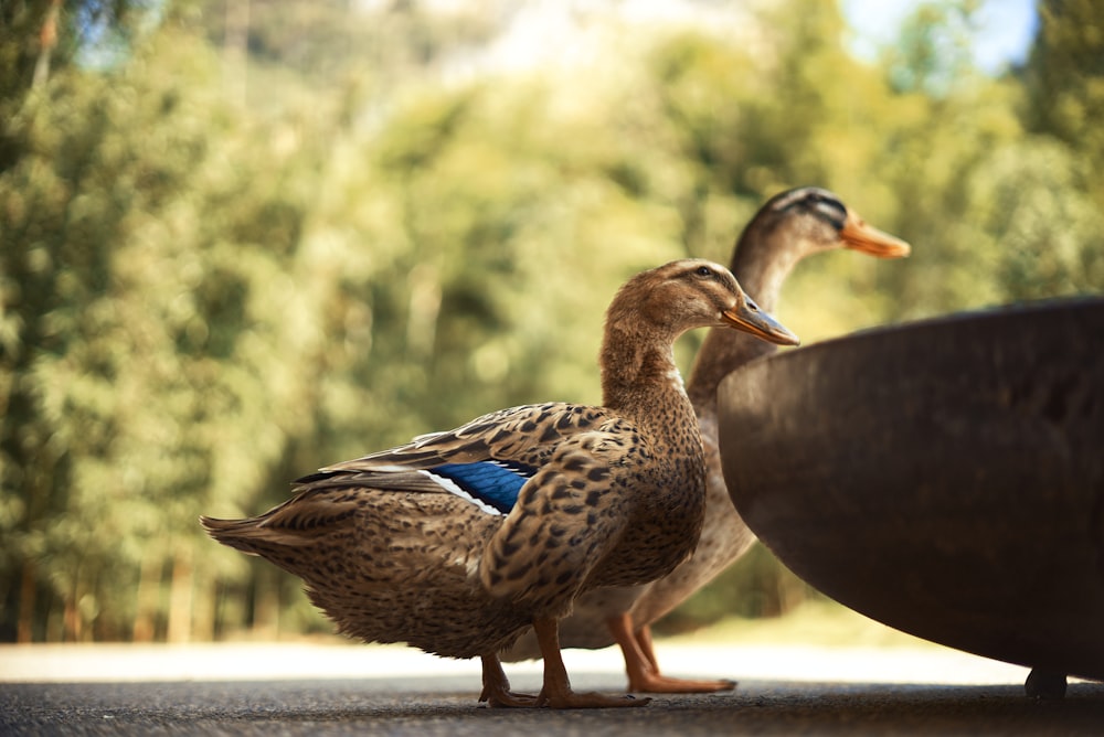 brown duck on gray concrete floor during daytime