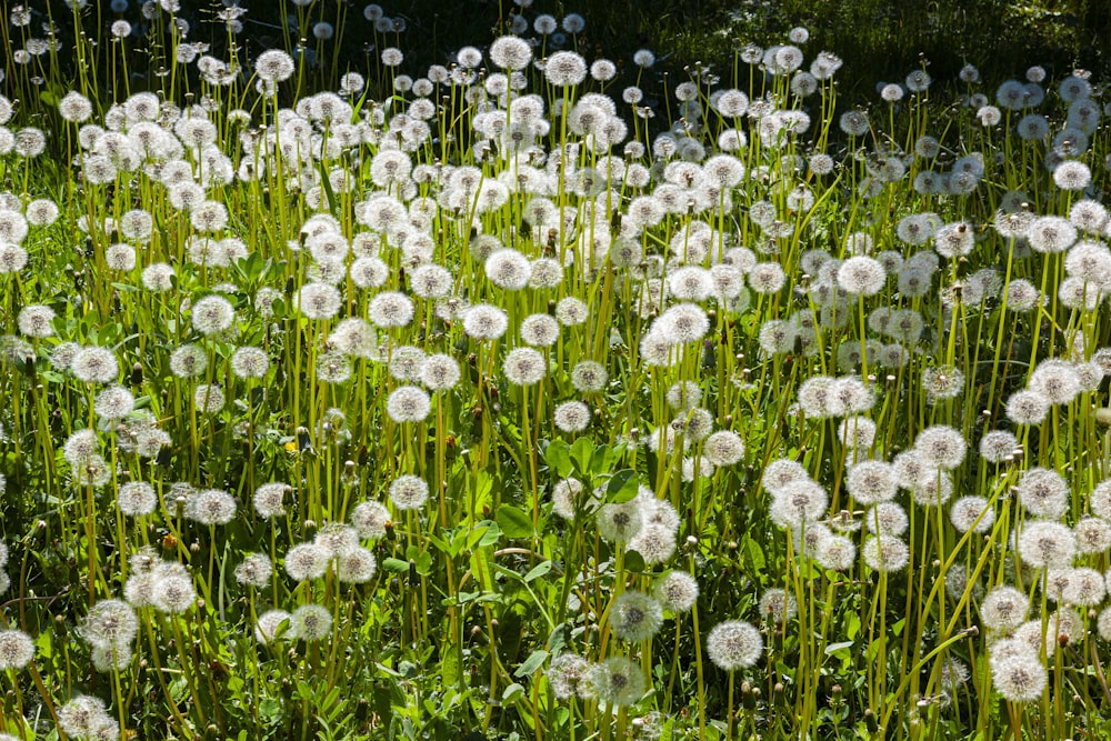 낮 동안의 흰 민들레 꽃밭