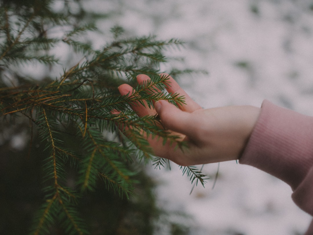 person holding green pine tree