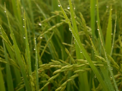 Close-up of fresh green sugarcane stalks glistening with morning dew.