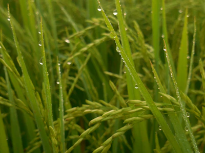 Close-up of healthy green corn plants with dew drops glistening in morning light.