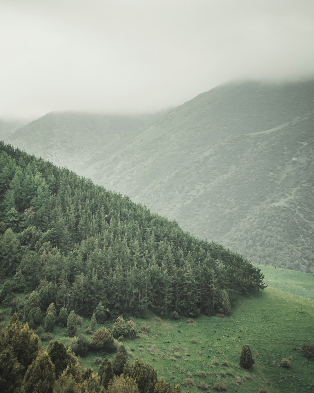 árvores verdes na montanha durante o dia