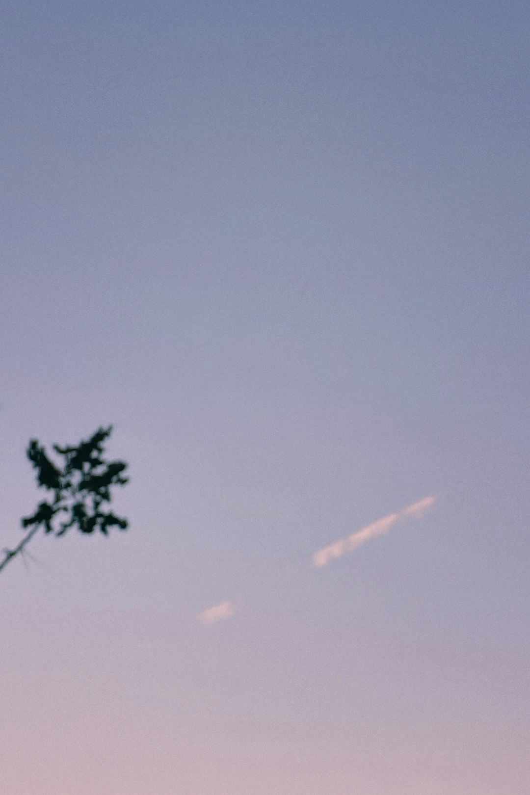 green tree under blue sky