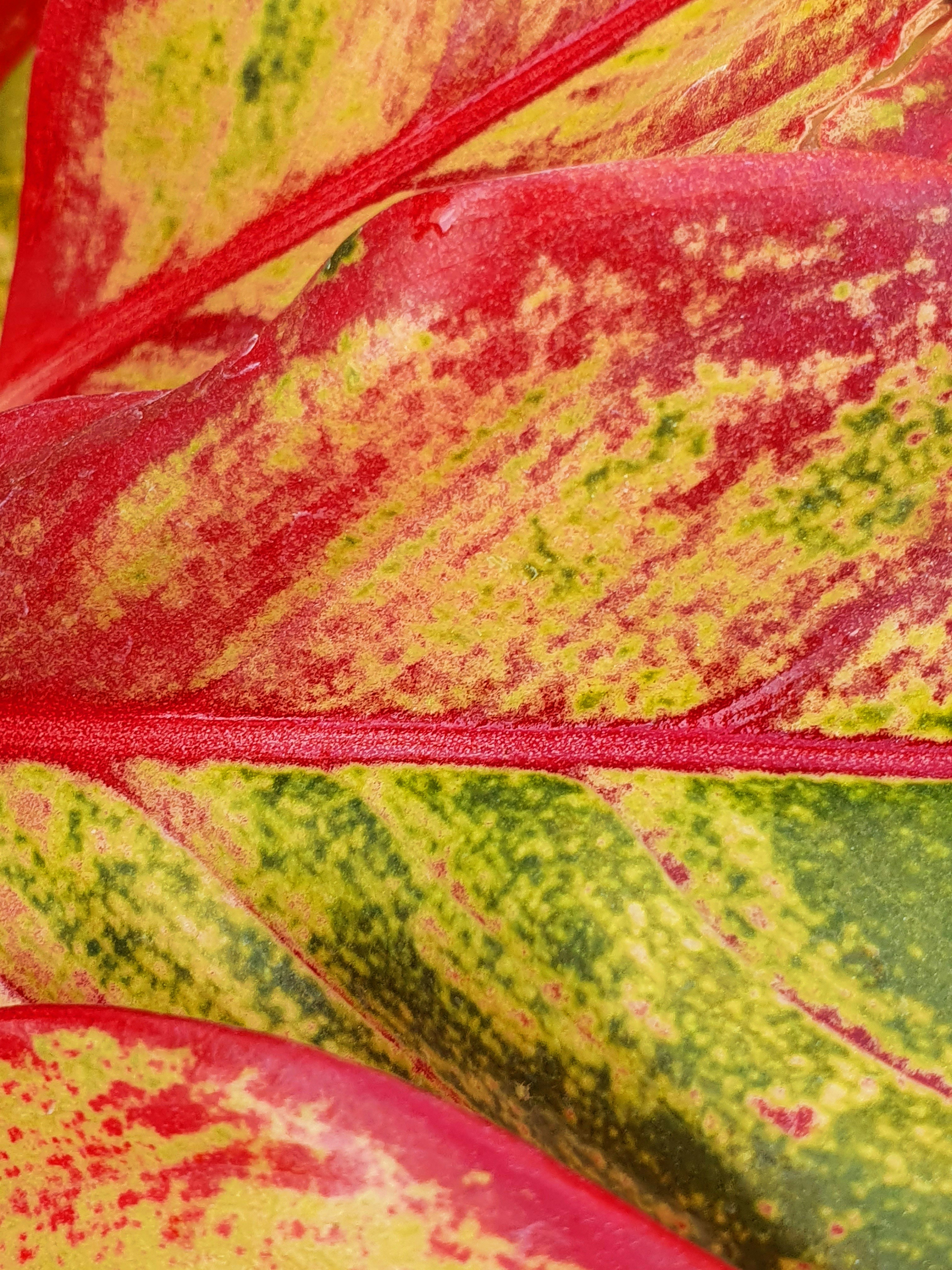 red green and yellow textile