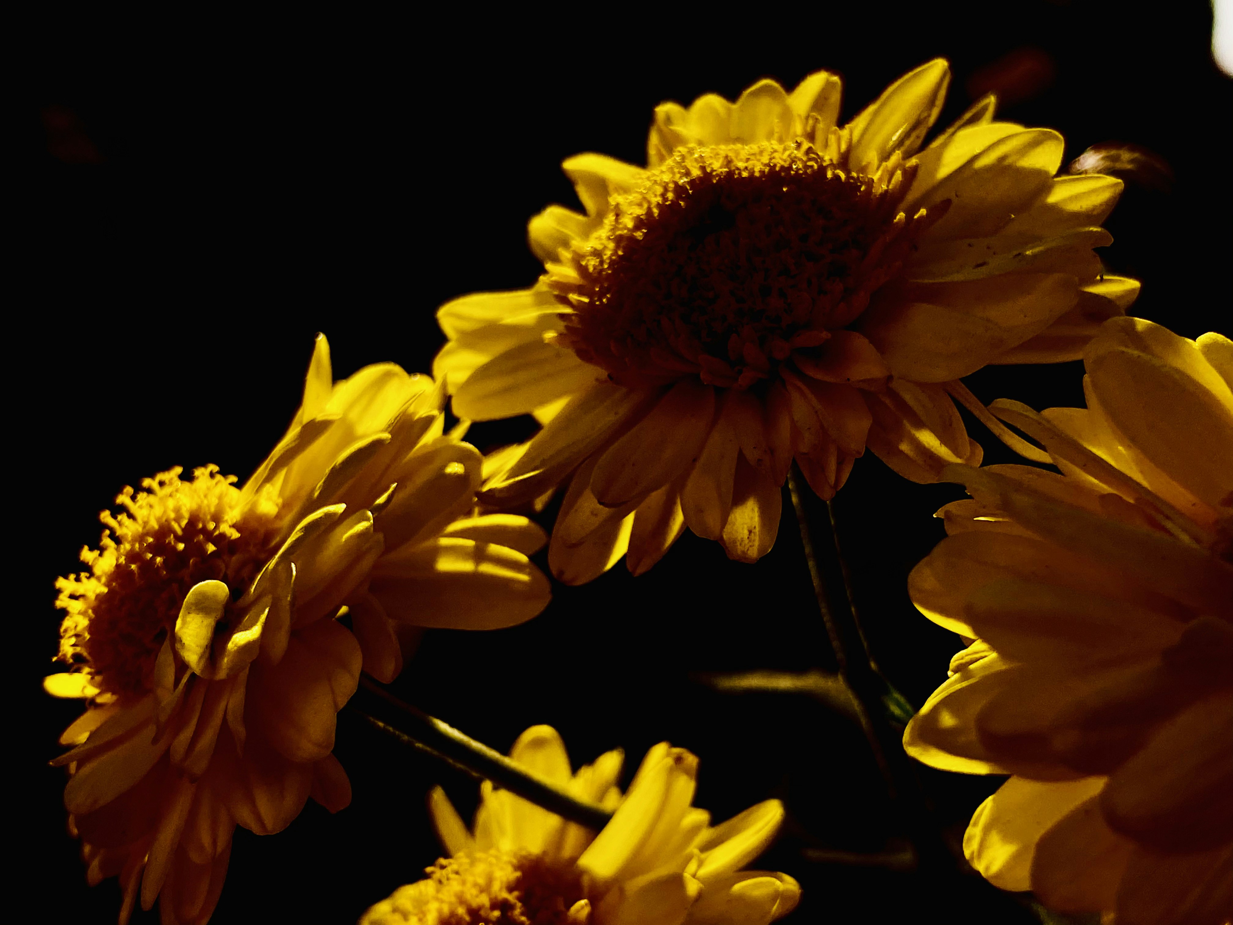 Photo by shashank630