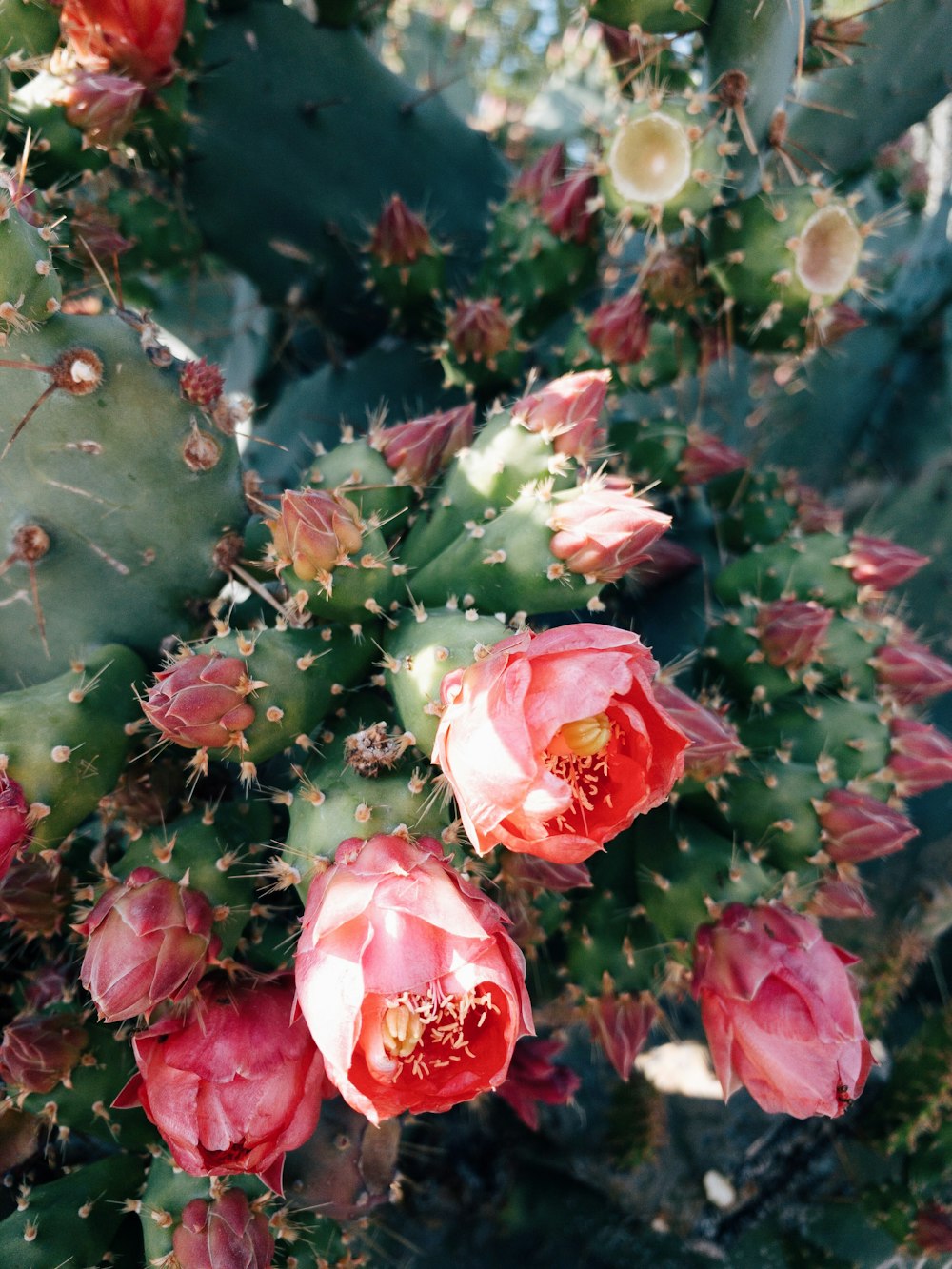 pink and white flowers with green leaves