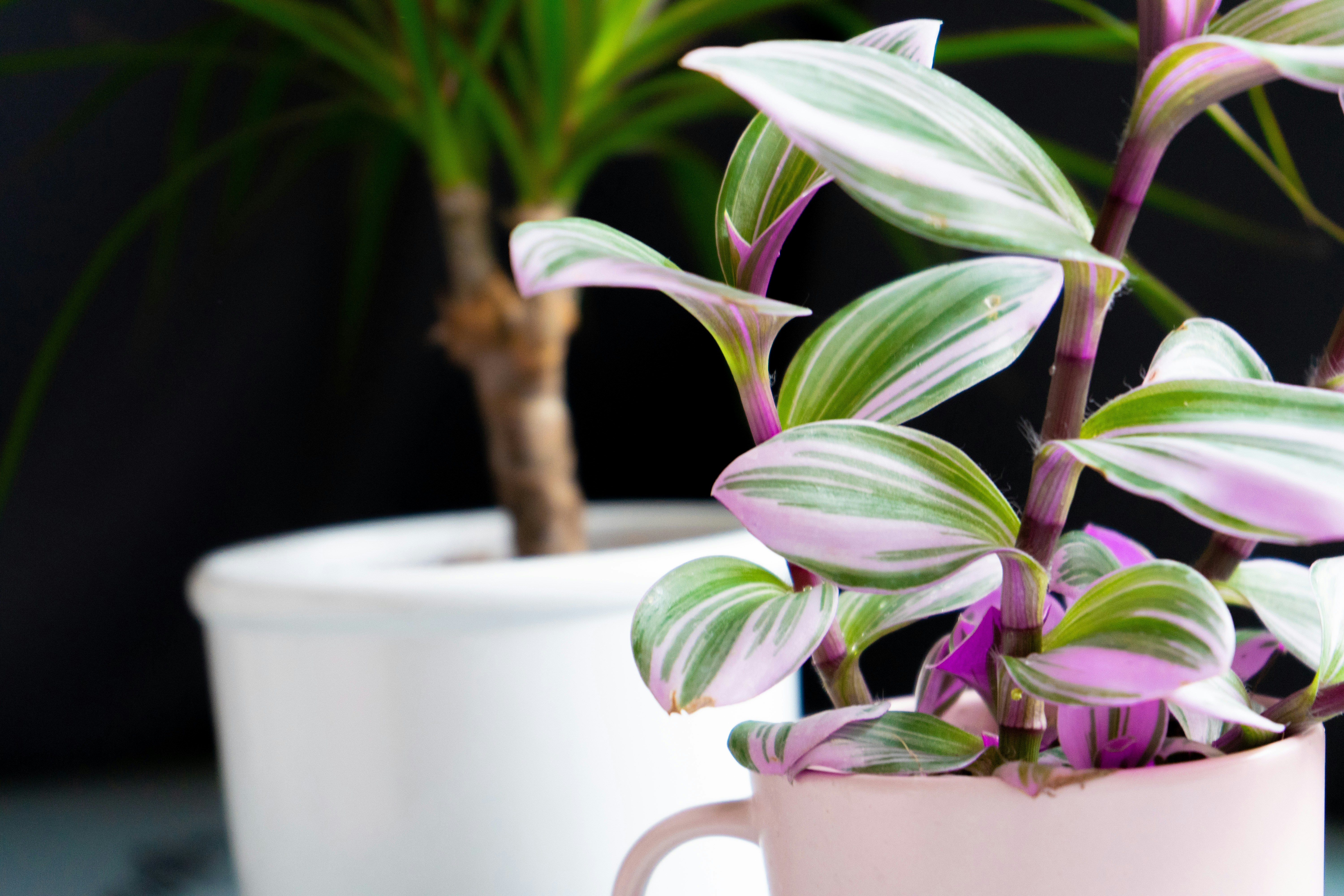 green plant in white ceramic pot