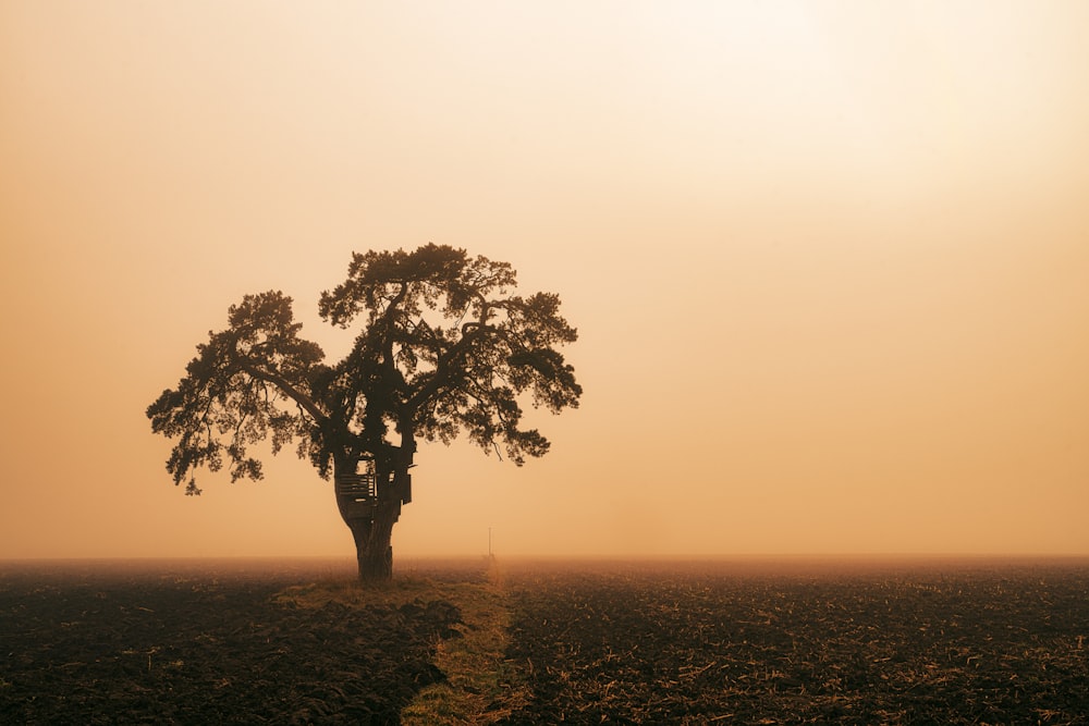 green tree on the field during sunset