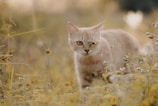 An open field with a cat exploring its surroundings.